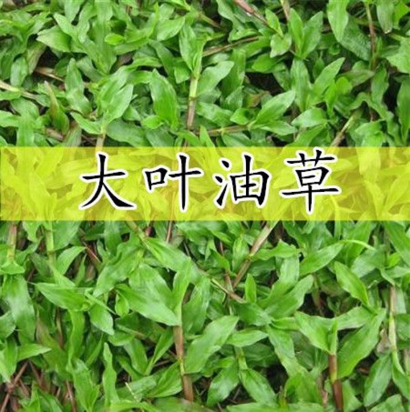 大叶油草种子大叶油草草籽护坡大叶油草四季青草籽