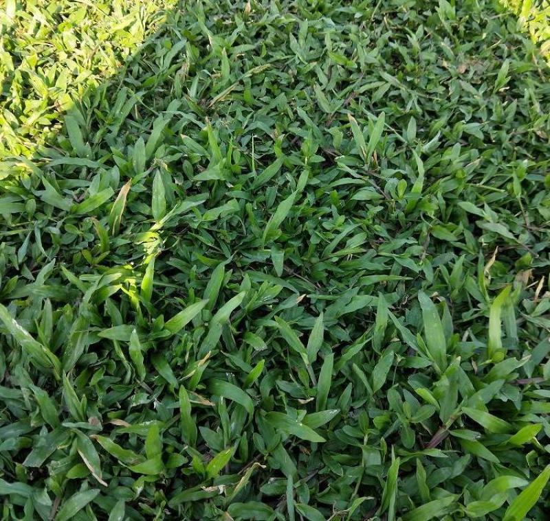 大叶油草种子大叶油草草籽护坡大叶油草四季青草籽