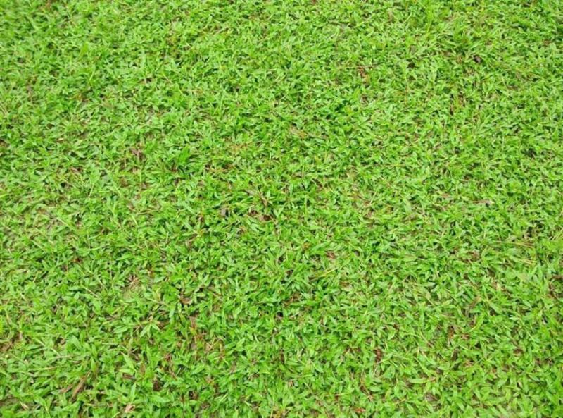 大叶油草种子大叶油草草籽护坡大叶油草四季青草籽
