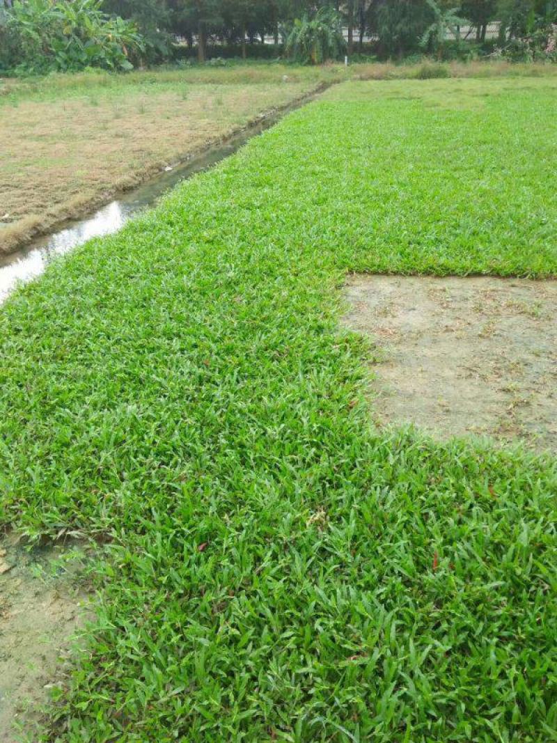 大叶油草种子大叶油草草籽护坡大叶油草四季青草籽