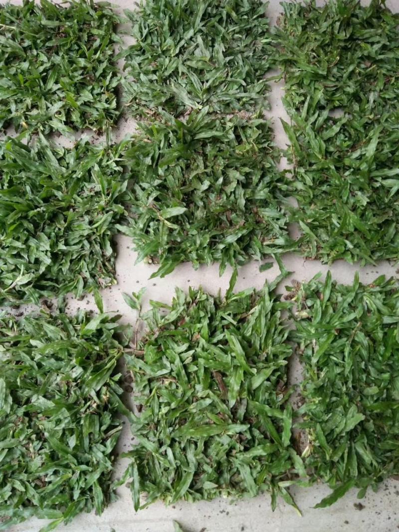 大叶油草种子大叶油草草籽护坡大叶油草四季青草籽