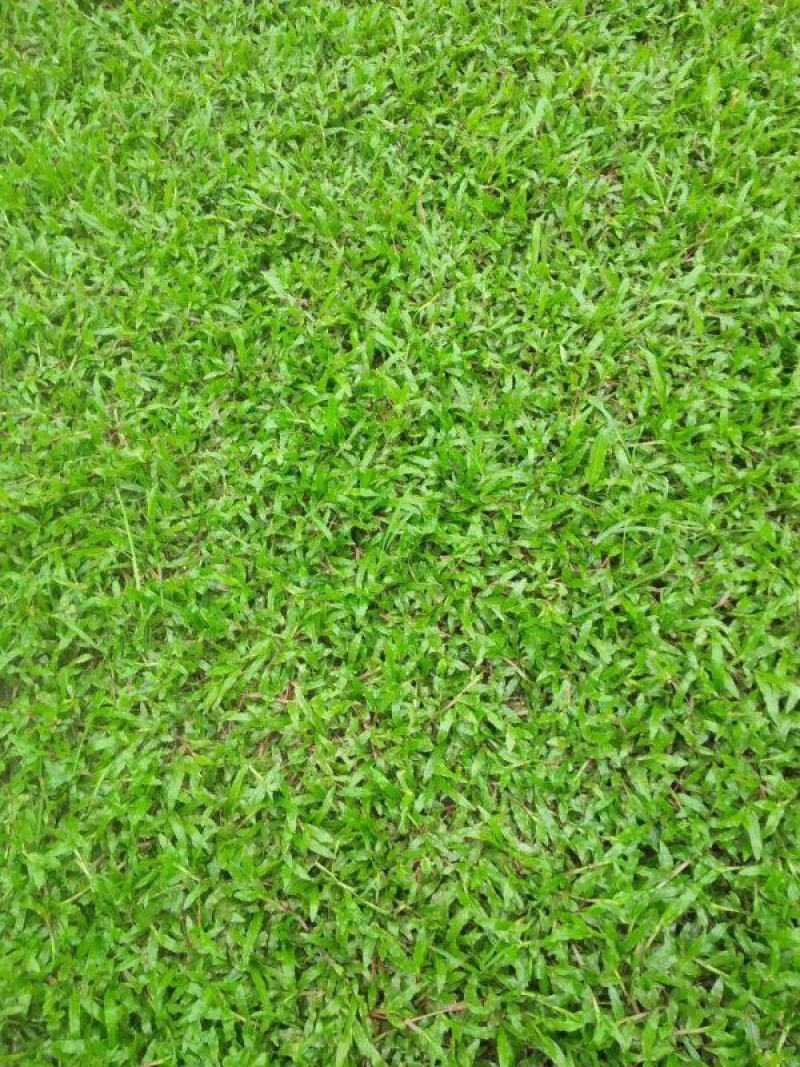大叶油草种子大叶油草草籽护坡大叶油草四季青草籽