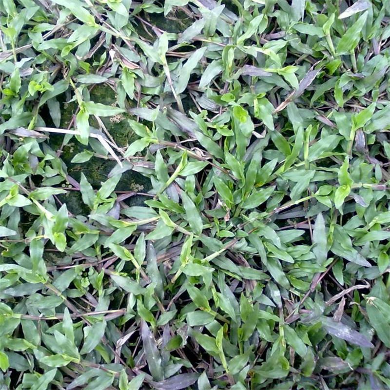 大叶油草种子大叶油草草籽护坡大叶油草四季青草籽