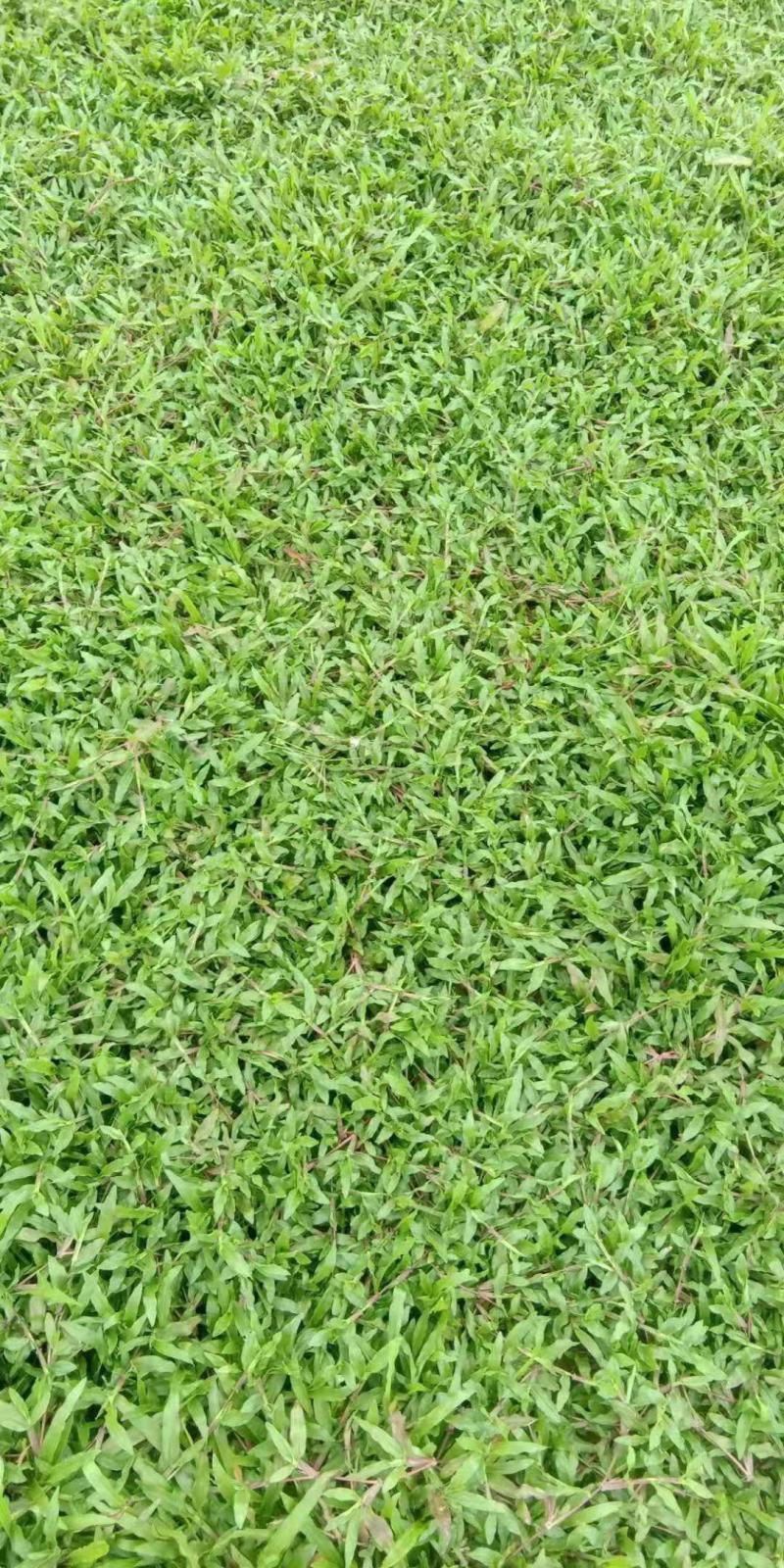 大叶油草种子大叶油草草籽护坡大叶油草四季青草籽