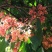 无忧树种子火焰花姿罗树无忧花佛诞树当年新种子