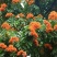 无忧树种子火焰花姿罗树无忧花佛诞树当年新种子