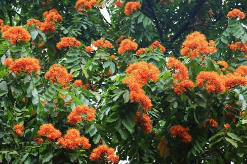 无忧树种子火焰花姿罗树无忧花佛诞树当年新种子