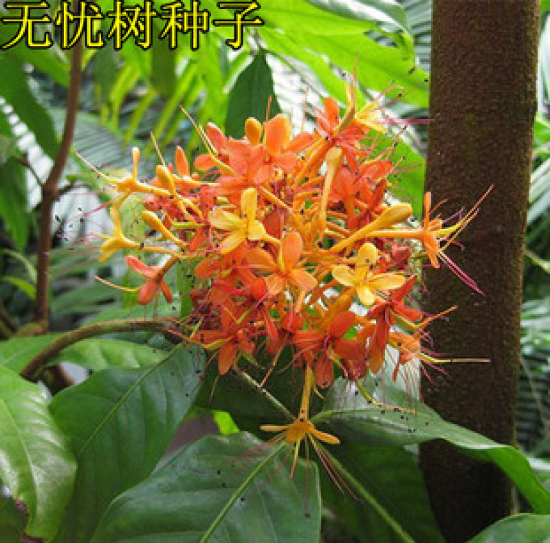 无忧树种子火焰花姿罗树无忧花佛诞树当年新种子