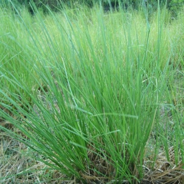 香根草种子固土护坡草种四季青草坪种子香根草保持水土香根草