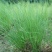 香根草种子固土护坡草种四季青草坪种子香根草保持水土香根草