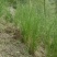 香根草种子固土护坡草种四季青草坪种子香根草保持水土香根草