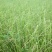 香根草种子固土护坡草种四季青草坪种子香根草保持水土香根草