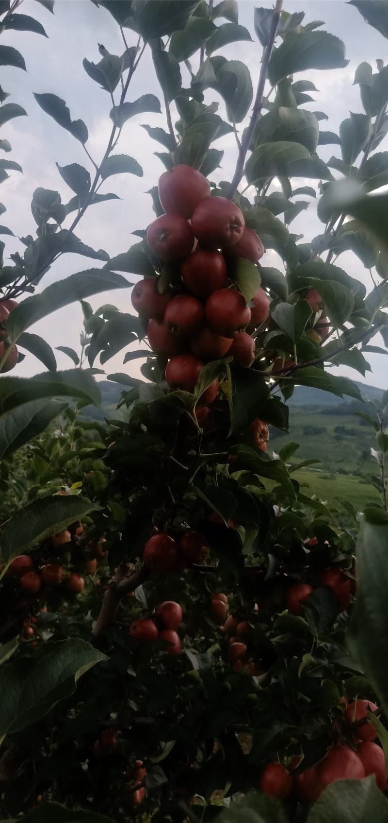 123小苹果代号金红，上市了，需要的联系