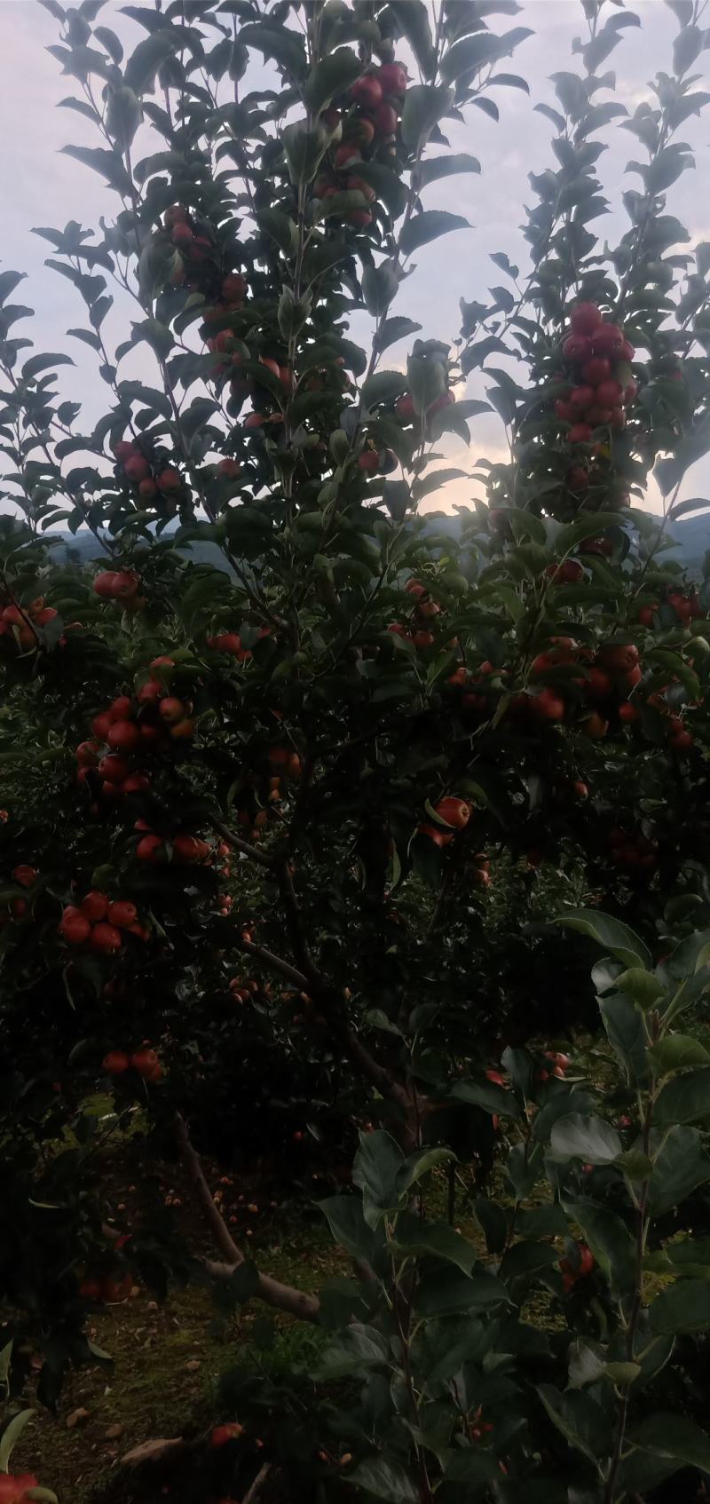 123小苹果代号金红，上市了，需要的联系