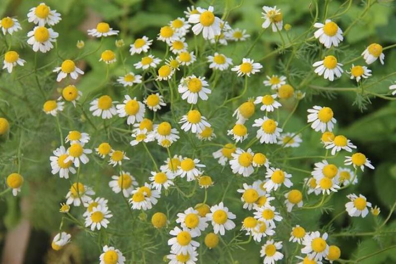 罗马甘菊种子洋甘菊花种子四季播多年生阳台盆栽春黄菊