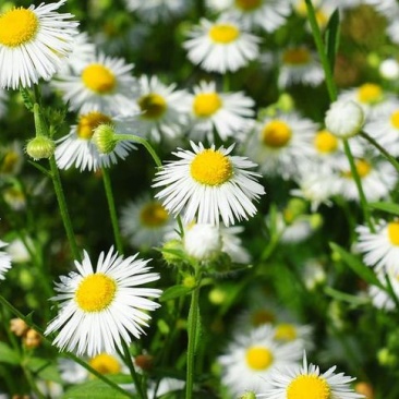 罗马甘菊种子洋甘菊花种子四季播多年生阳台盆栽春黄菊