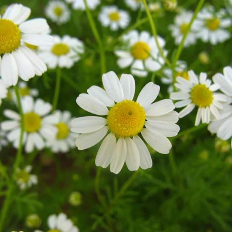 罗马甘菊种子洋甘菊花种子四季播多年生阳台盆栽春黄菊