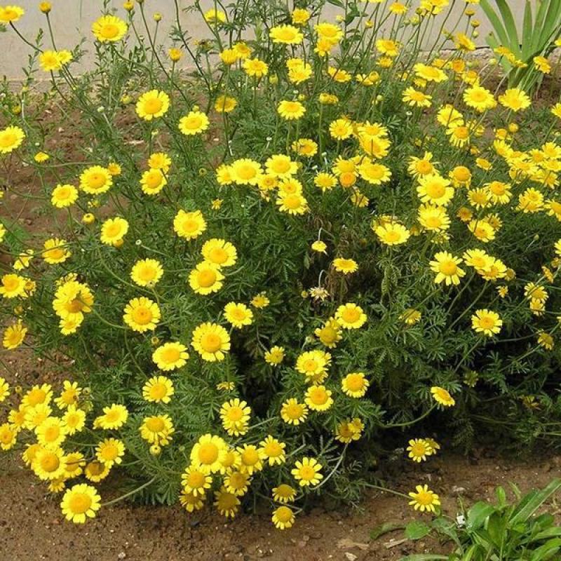 罗马甘菊种子洋甘菊花种子四季播多年生阳台盆栽春黄菊