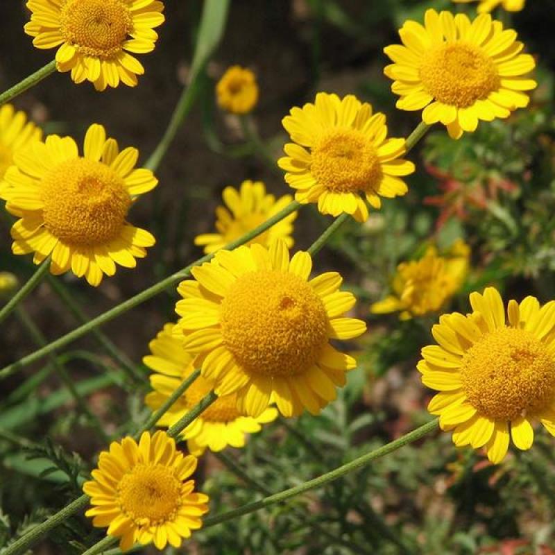 罗马甘菊种子洋甘菊花种子四季播多年生阳台盆栽春黄菊