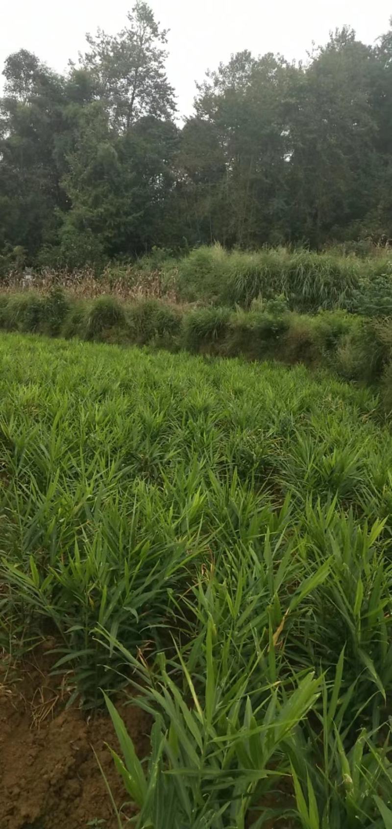 每天新鲜凤头生姜都是当天从地里出货需要的老板联系