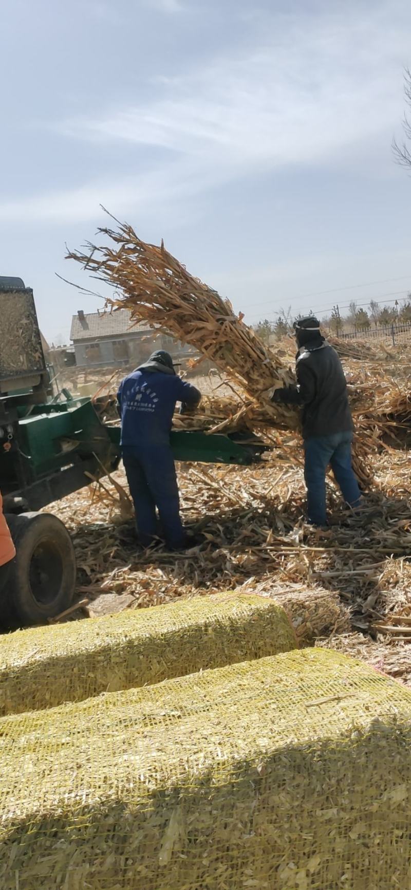 优质扎段玉米秸秆