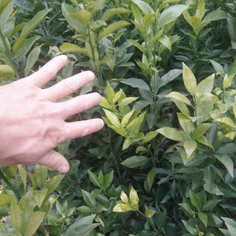 春见苗，(粑粑柑)，基地直销，地苗杯苗，量大从优