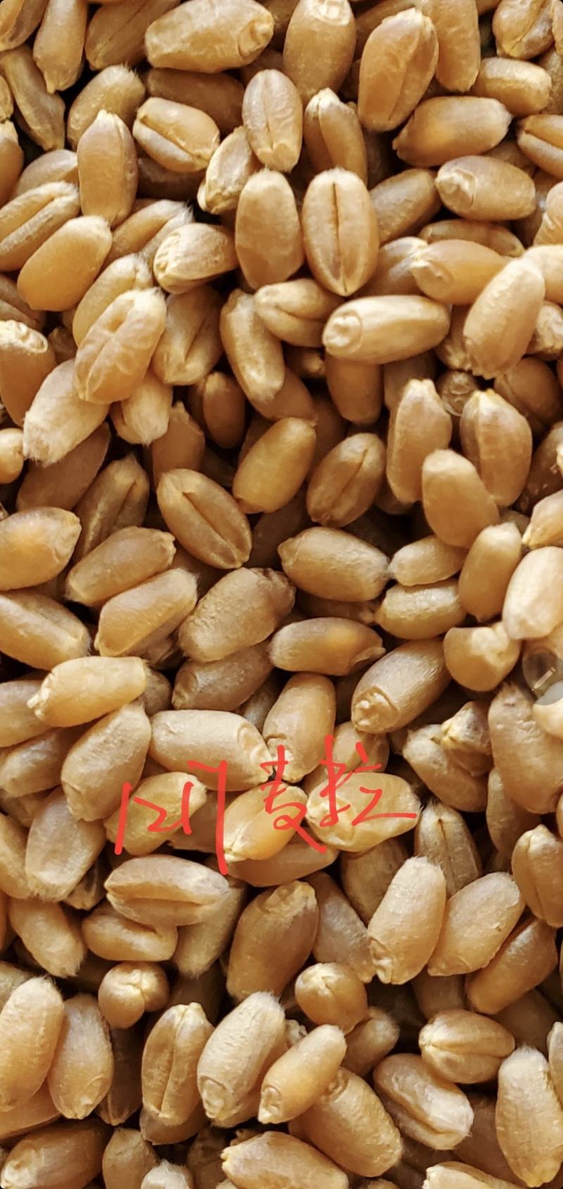 1217，烟农1212的替代产品，抗病抗倒抗寒抗旱，高产