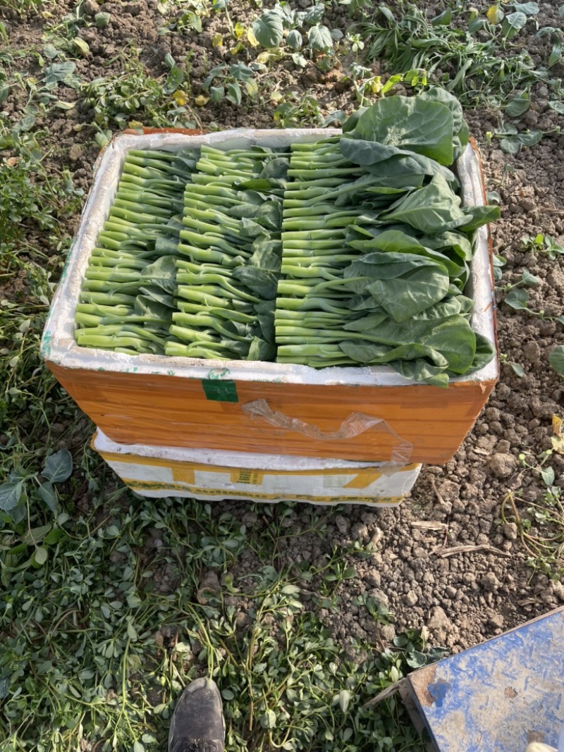 上海金山菜心，杭白菜，小青菜，芥蓝，一手货源，农户对接