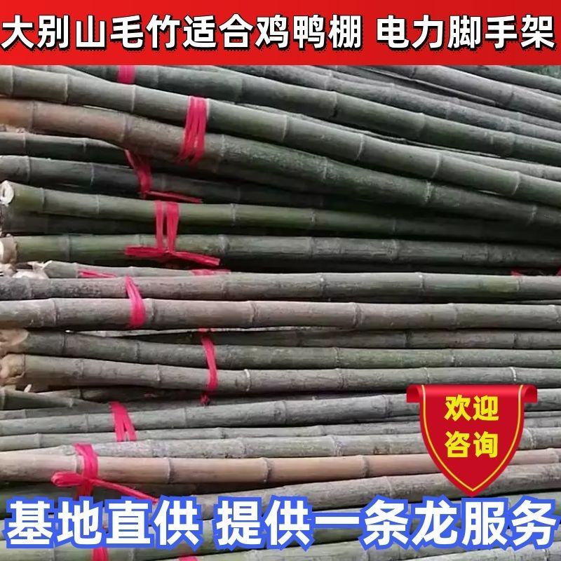 〔有好货〕菜架竹，大别山毛竹适合鸡鸭棚，电力脚手架