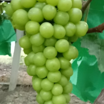 阳光玫瑰
