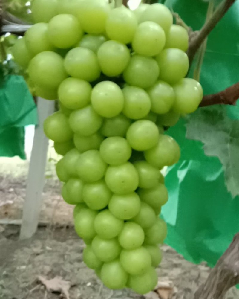 阳光玫瑰
