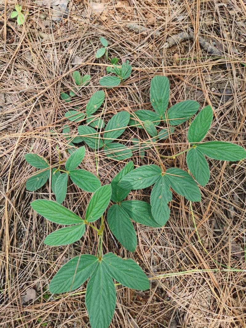 千斤拔新鲜，小叶包邮，小叶