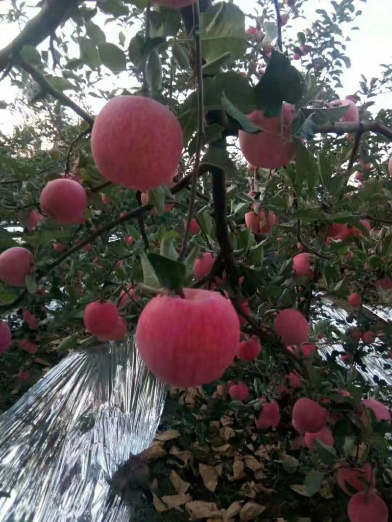 陕西乾县富士苹果，大量上市，个大色好