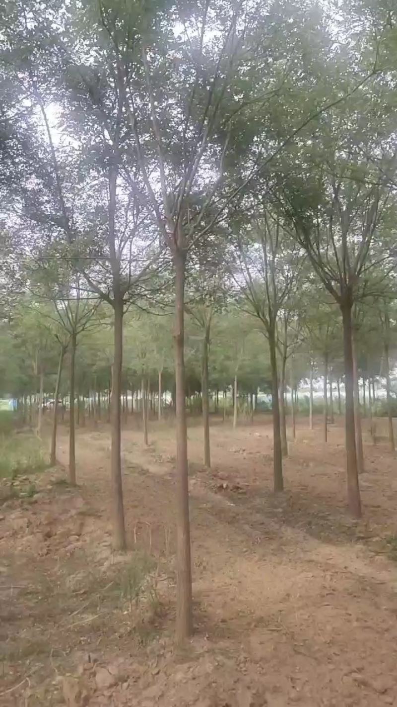 河北国槐各种规格国槐苗自家种植老国槐各种规格