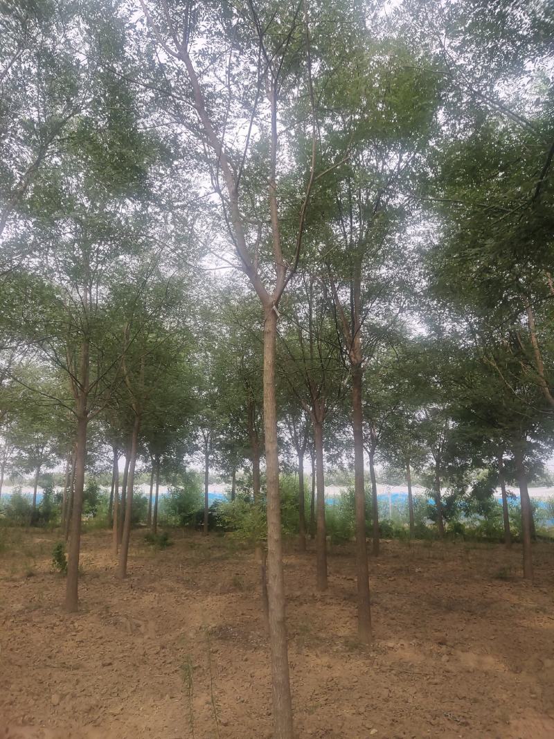 河北国槐各种规格国槐苗自家种植老国槐各种规格