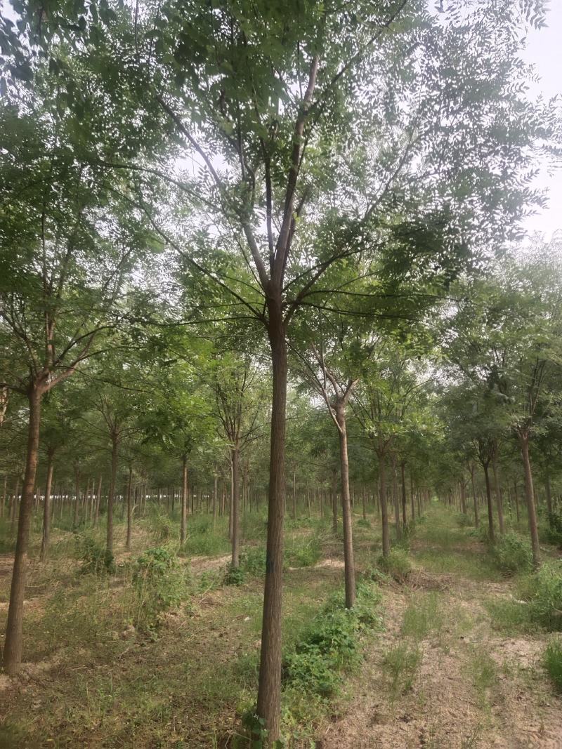 河北国槐各种规格国槐苗自家种植老国槐各种规格