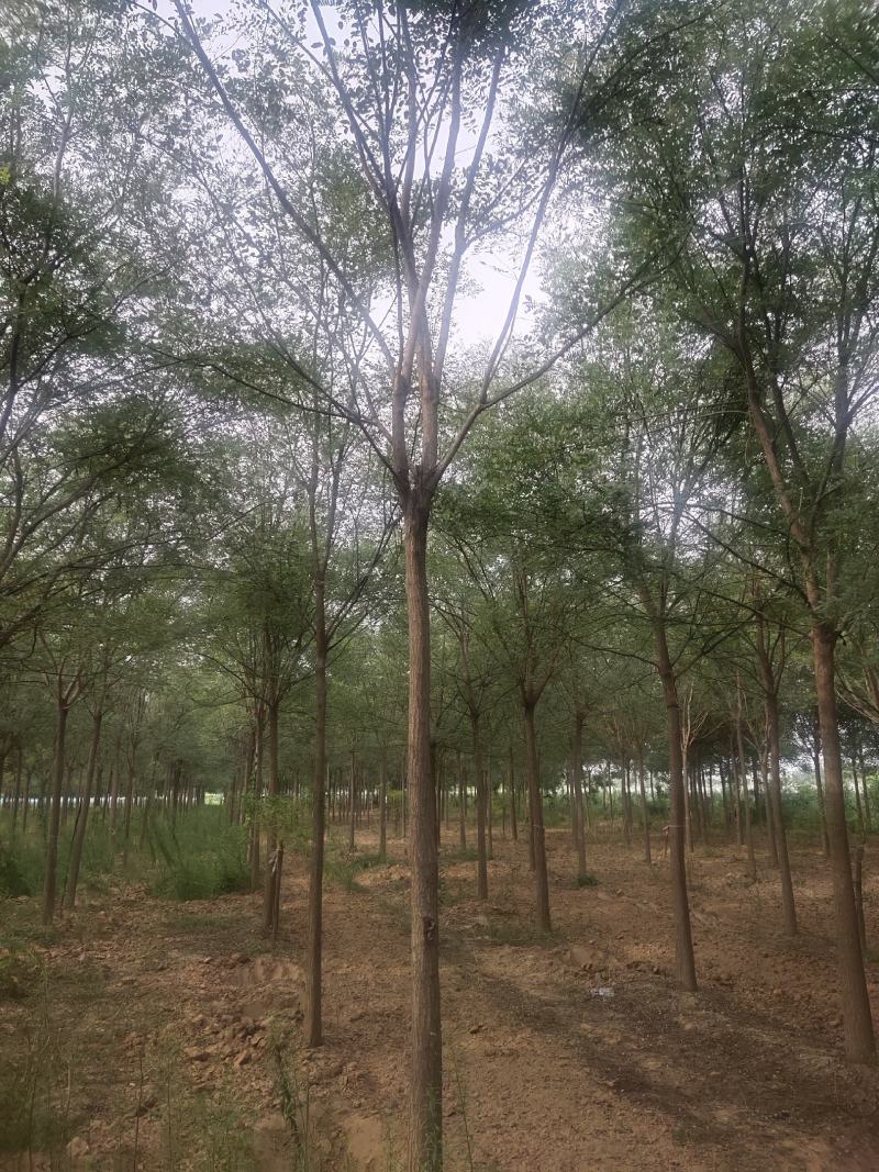 河北国槐各种规格国槐苗自家种植老国槐各种规格