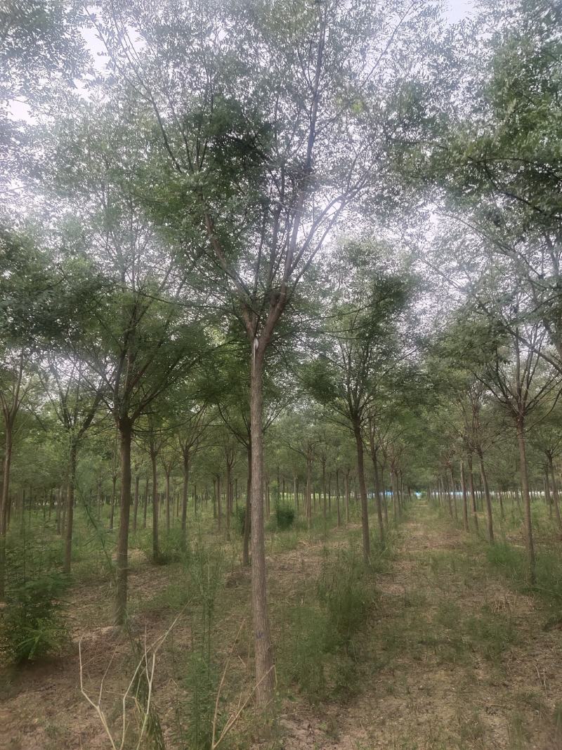 河北国槐各种规格国槐苗自家种植老国槐各种规格