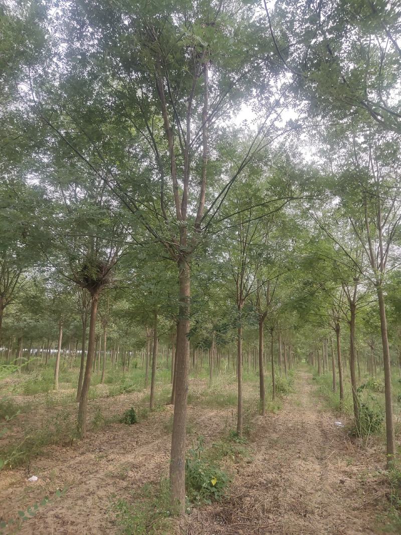 河北国槐各种规格国槐苗自家种植老国槐各种规格