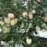 三门峡高山仲秋王苹果已经摘袋，敬请期待上市！