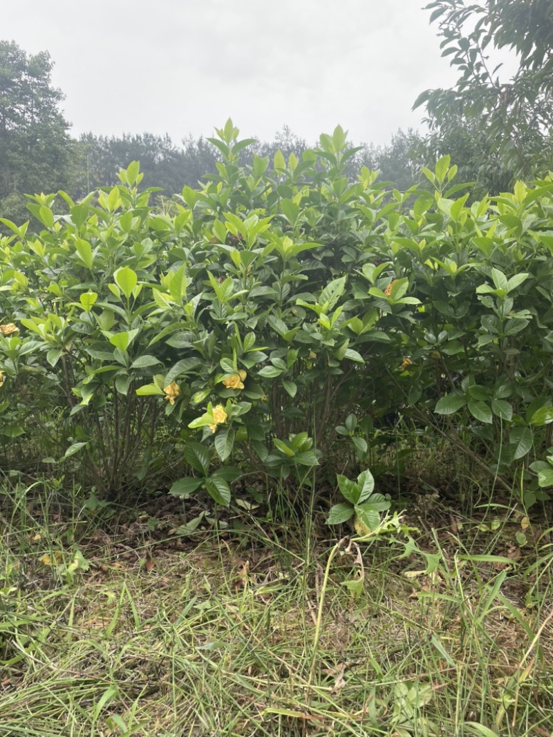 大叶栀子扦插枝条/种条可用于苗圃种植/花篮装饰