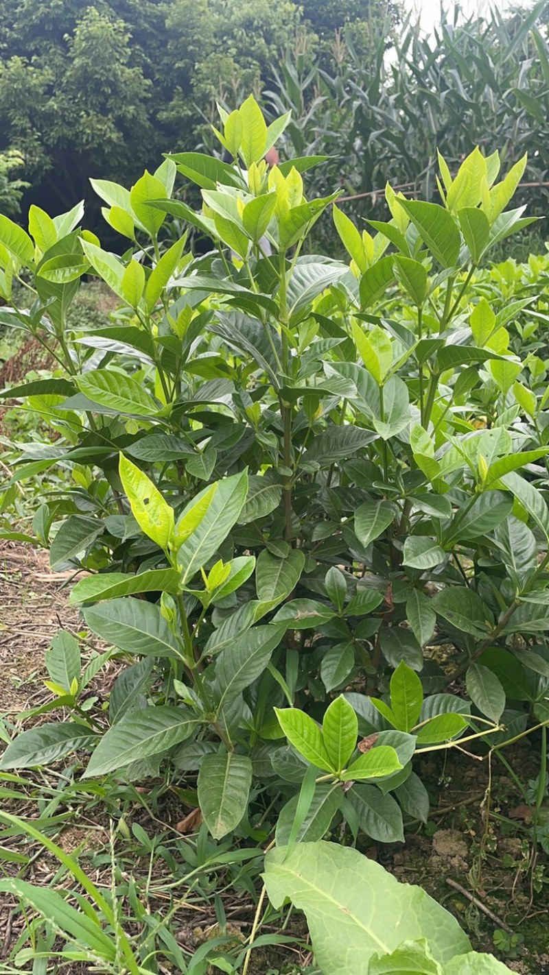大叶栀子扦插枝条/种条可用于苗圃种植/花篮装饰
