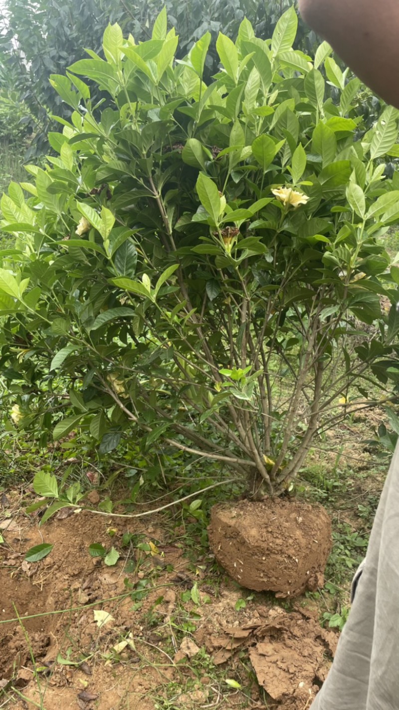 大叶栀子扦插枝条/种条可用于苗圃种植/花篮装饰