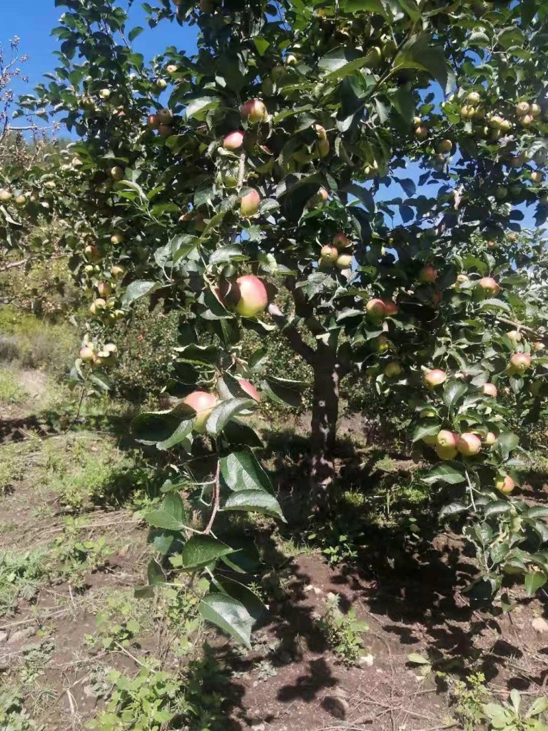 沙果、123苹果、大量出售