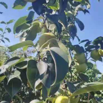 辽宁北镇精品皇冠梨