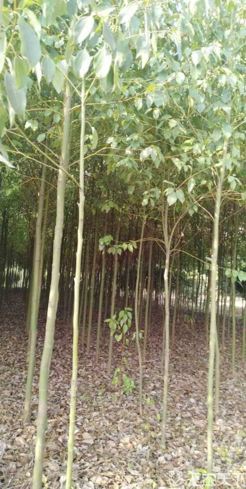 香樟树，直径8一25公分全冠香樟树大量供应