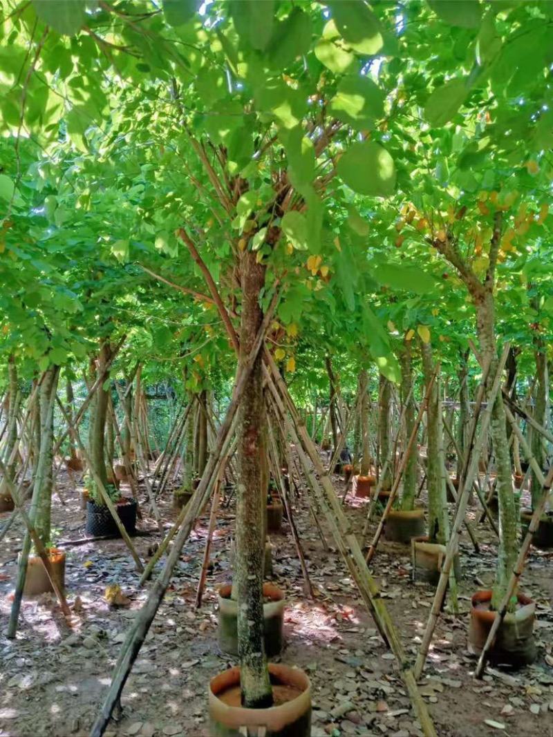 羊蹄甲8公分～15公分