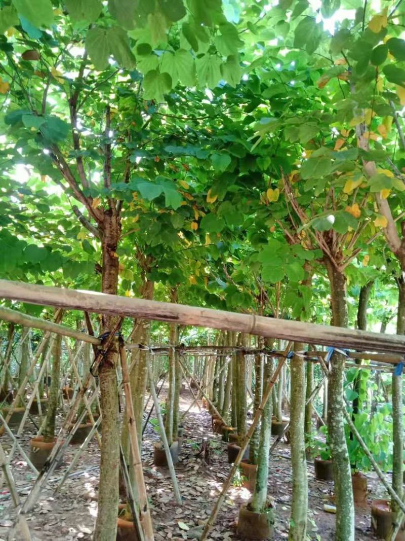 羊蹄甲8公分～15公分