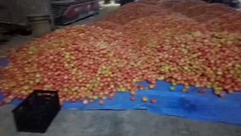景泰陆地精品西红柿二层果大量上市