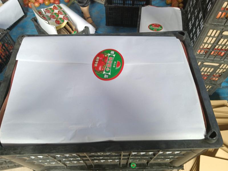 景泰陆地精品西红柿二层果大量上市